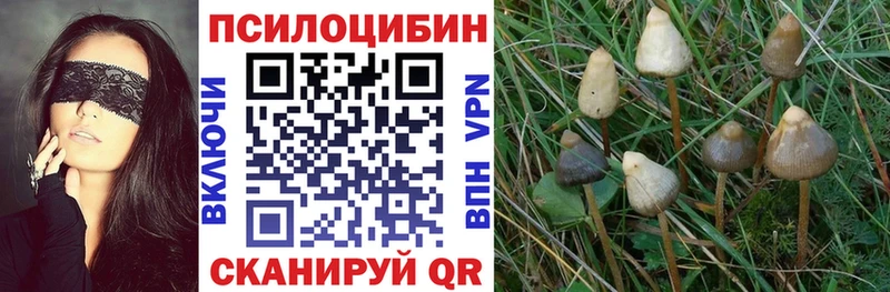 где купить наркоту  Костомукша  MEGA как войти  Псилоцибиновые грибы Psilocybine cubensis 